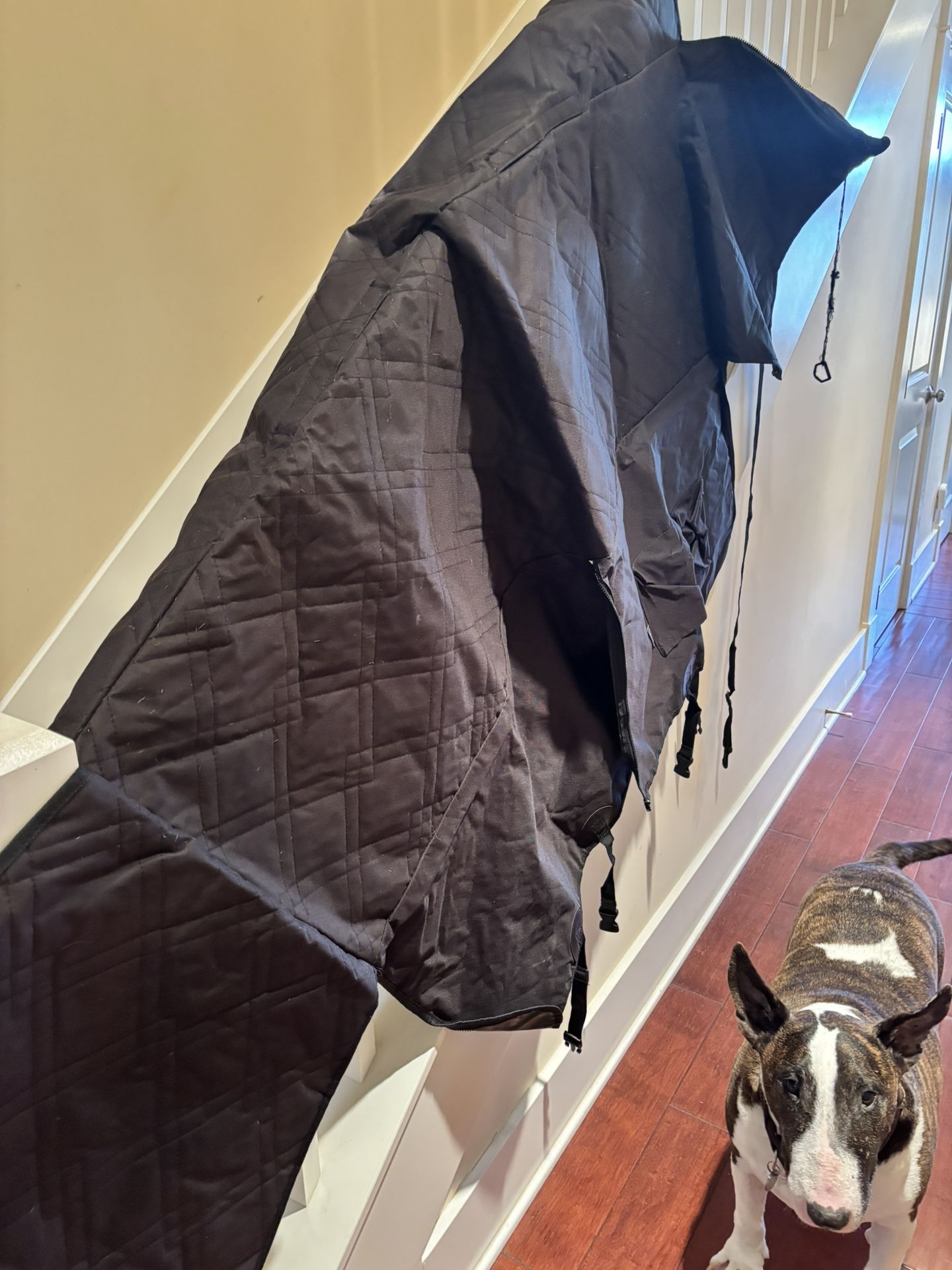 Dog Cover For Backseat