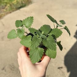 Organic Catnip Live Plant Pot