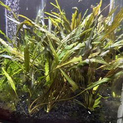 Aquarium Plants For Sale!