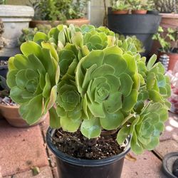 Salad Bowl In 6” Pot