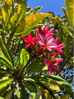 Plumeria cuttings 2 feet long