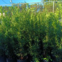 Podocarpus Privacy Hedge Plants 🌿 3gl $8