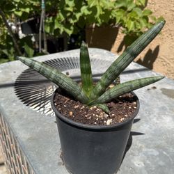 Sunsevieria Crown Jewel  Plant
