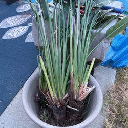 Bird Of Paradise Plants