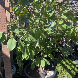 Plant For Sale