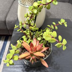 🌿—a symbol of prosperity ❤️Jade Elephant bush👉PLS READ DESCRIPTION❤️