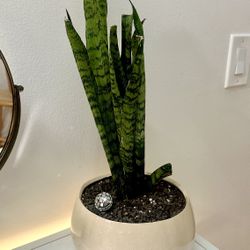 Sansevieria Snake Plant zeylanica in off white ceramic planter pot w/ drainage 