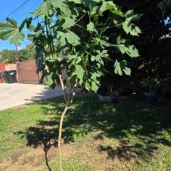 Chaya Plant Medesinal 