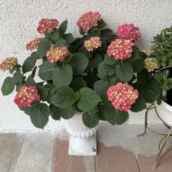 Hortensia 