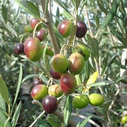 Tree Olives Lucas 1gallon Grafted 