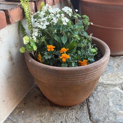 Potted Plant ..Full Sun