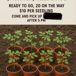 We Have Only 5 Morringa Seedlings For Now. PH Maintained And 100% Organic. 