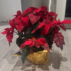 Poinsettia