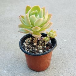 Succulents plants 🪴