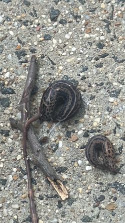 Worms and king slug