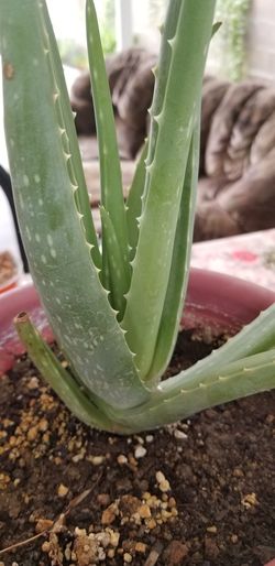 Aloe vera Healthy and best air purifying house plant in the new pot