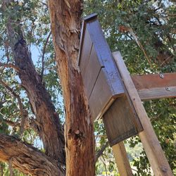 Bat House, Mosquito Control!!!