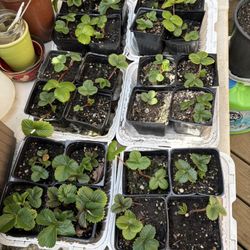 Strawberry Starts "Everbearing"