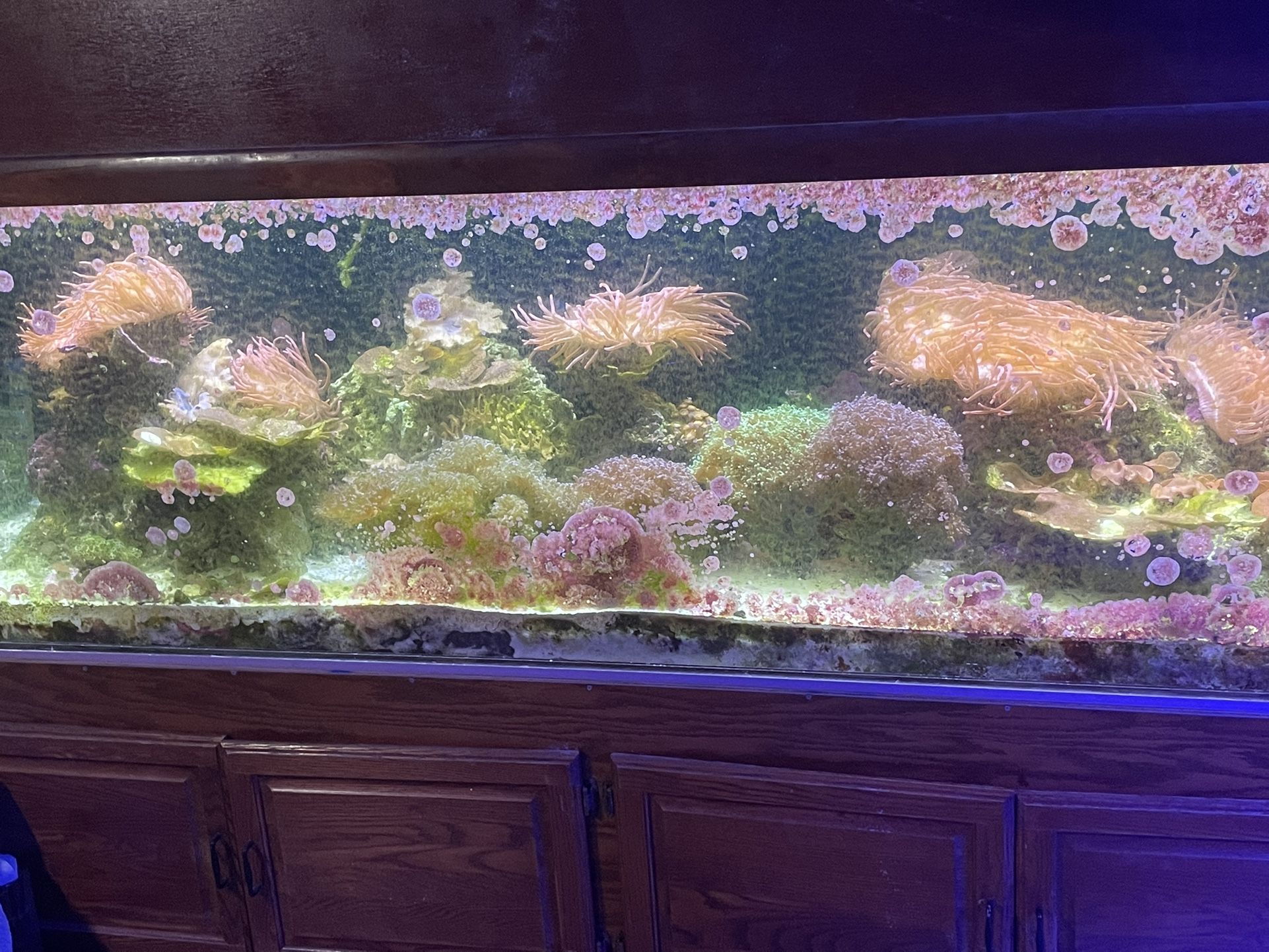 300 Gallon Tank, Stand, Canopy, Sump, Lights , Filtration