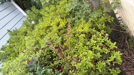 Free Mature Azalea Bushes – Free Dig & Pick Up Today