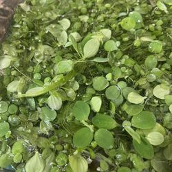 Aquarium Plants