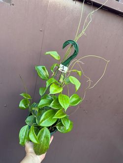 6” hoya quinquenervia