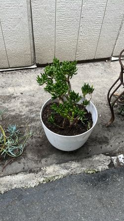 Plants