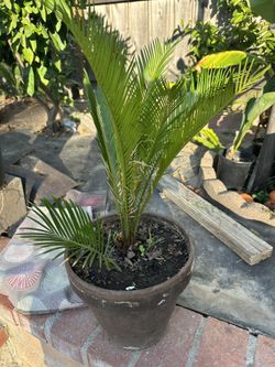 Sago Palm