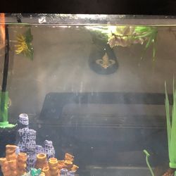 Small aquarium 