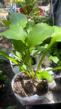 Live Hosta Plant in Pot