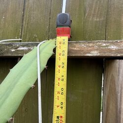 Yellow dragon fruit plant