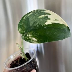 Rare Plants Scindapsus Variegated 
