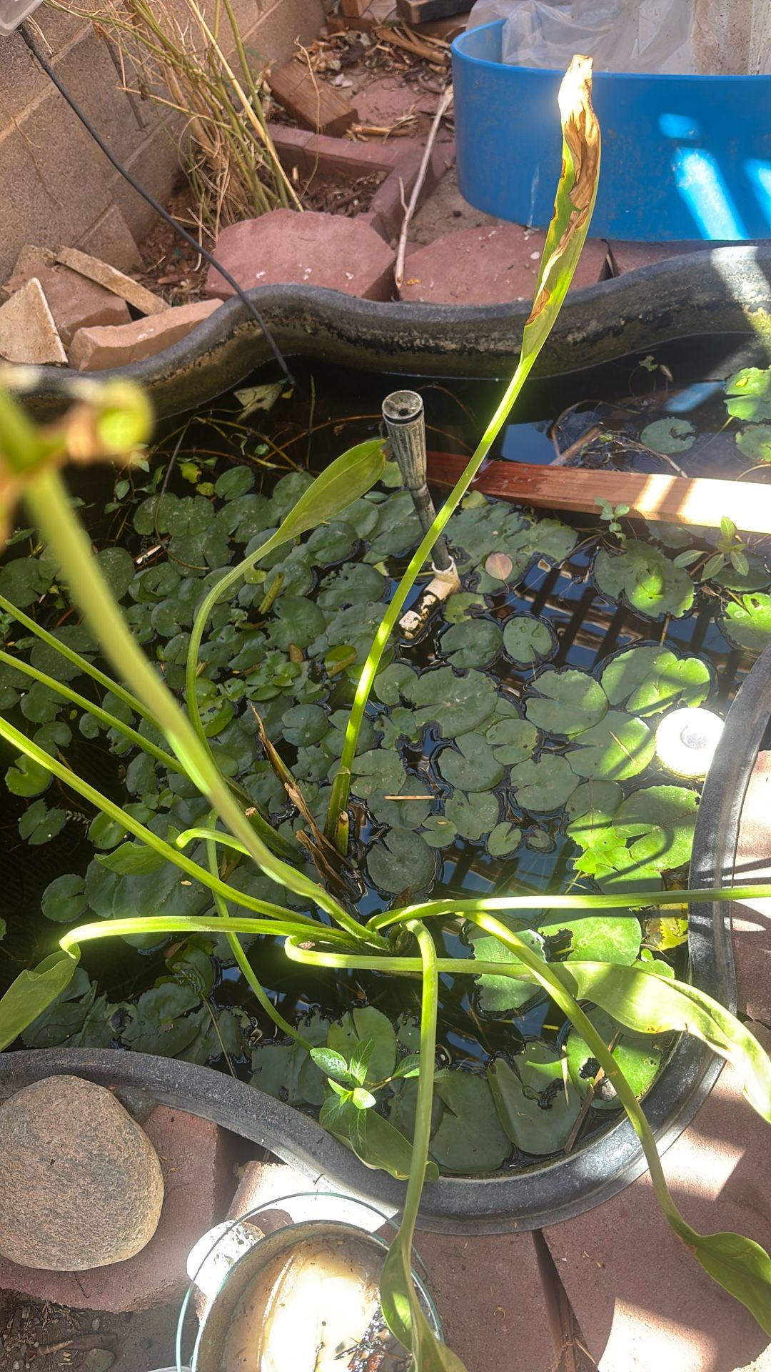 Lilly Pads And Other Pond Plants