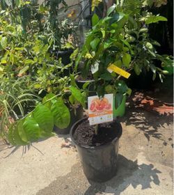 Excellent Healthy Young Grapefruit Tree - Citrus Paradisi - Ready to Fruit! Beautiful, vigorous potted grapefruit plant in excellent condition. Perfec