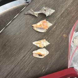 Shells
