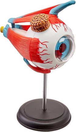Eyeball Anatomy Model