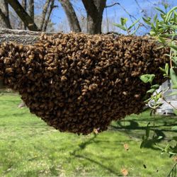 Honey Bee Swarm Removal (free)