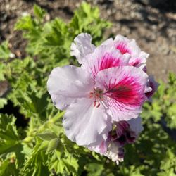 Geranio / Geranium