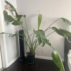 Large Plant Birds Of Paradise