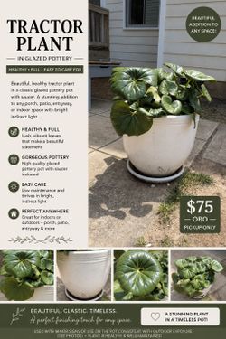 Potted outdoor Plant and Pottery