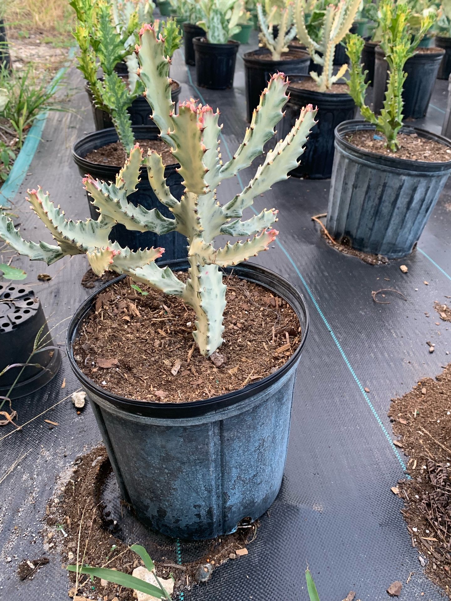 Euphorbia Lactea White Ghost Dragon Bone Cactus Great Variegation in 3 gal pot