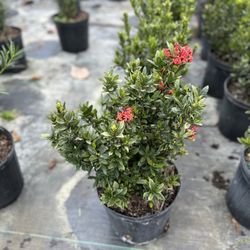Dwarf Ixora Plants