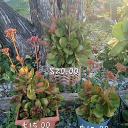 Kalanchoe Plants 