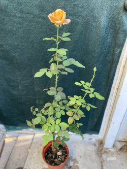 Rose, Grandiflora Strike Plant It Plant, In 8 Inch Pot Pick Up Only