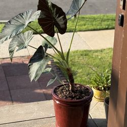 Alocasia amazonian plant with a red ceramic pot