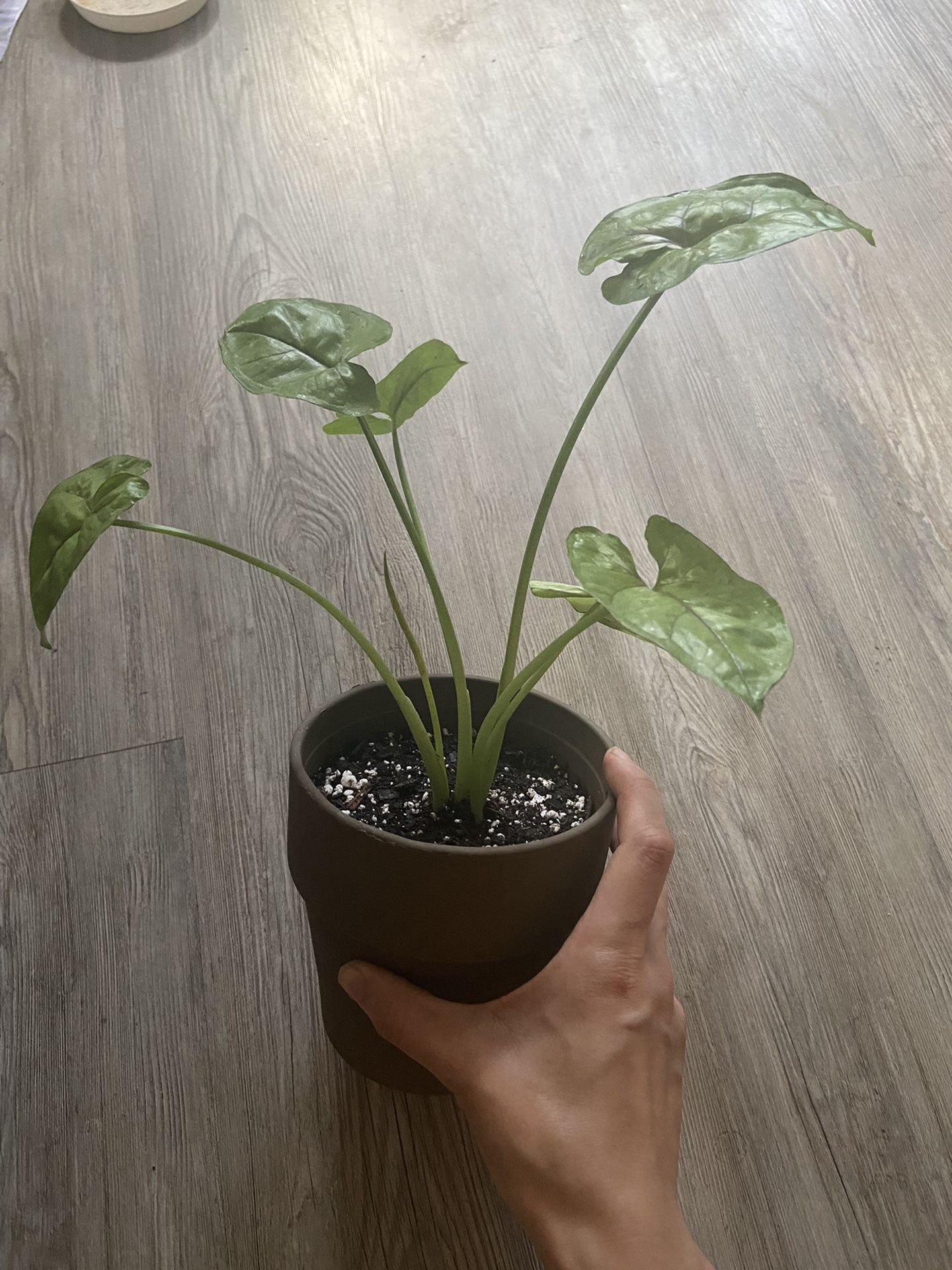 Syngnonium, Live Plant, 5in Terracotta Pot 