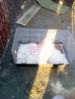 Big hamster cage
