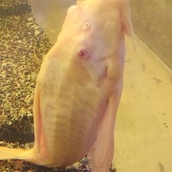 20 Gallon Fish Tanks For Sale