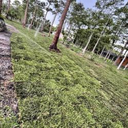 Sod supplier, Delivery & Installation.. Contact Us for Information 