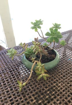 UNIQUE POTTED SUCCULENT